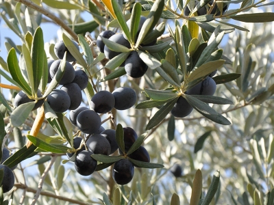 Manisa’da türküler eşliğinde zeytin hasadı