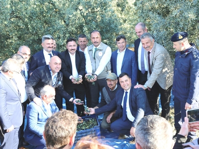 Bursa'da zeytin hasadı başladı