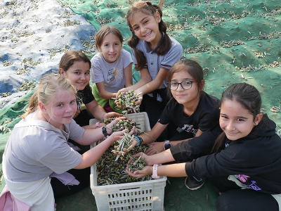 Balıkesirli minikler zeytinin yolculuğuna tanıklık etti