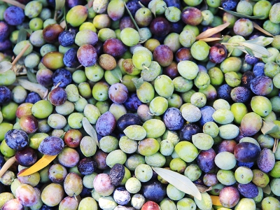Germencik’te sezonun ilk zeytin sıkımı yapıldı