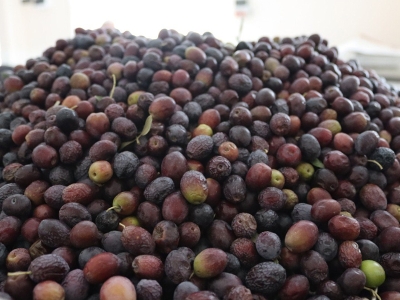 Hasattan sofraya zeytinyağının hikâyesi