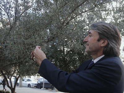 Türkiye zeytincilikte dünya 2.’si oldu