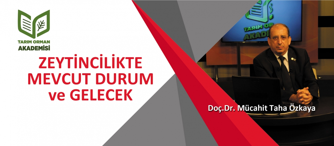 ZEYTİNCİLİKTE MEVCUT DURUM ve GELECEK
