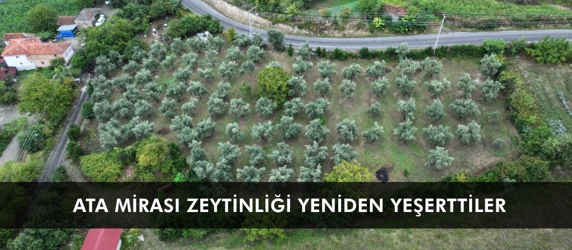 Ata mirası zeytinliği yeniden yeşerttiler