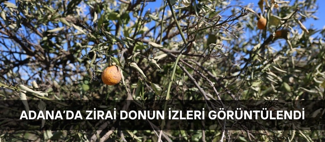 Adana’da zirai donun izleri görüntülendi
