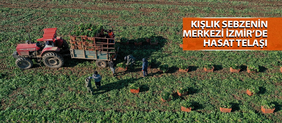 Kışlık sebzenin merkezi İzmir’de hasat telaşı
