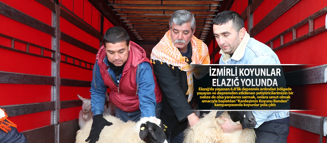 İzmirli koyunlar Elazığ yolunda