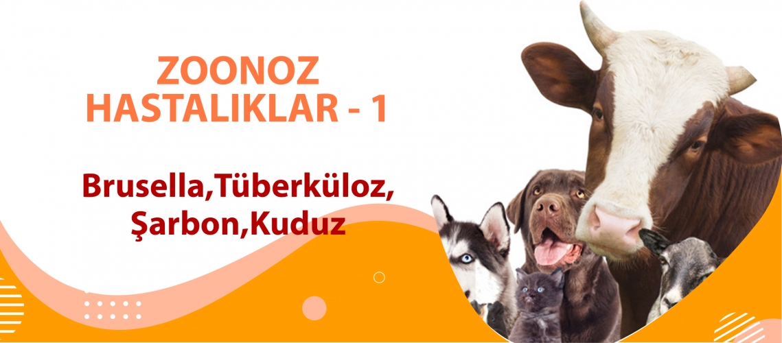 ZOONOZ HASTALIKLAR 1 (Brusella, Tüberküloz, Şarbon, Kuduz)