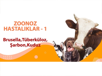 ZOONOZ HASTALIKLAR 1 (Brusella, Tüberküloz, Şarbon, Kuduz)