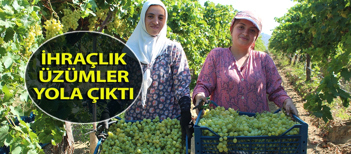 İhraçlık üzümler yola çıktı
