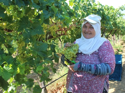 İhraçlık üzümler yola çıktı