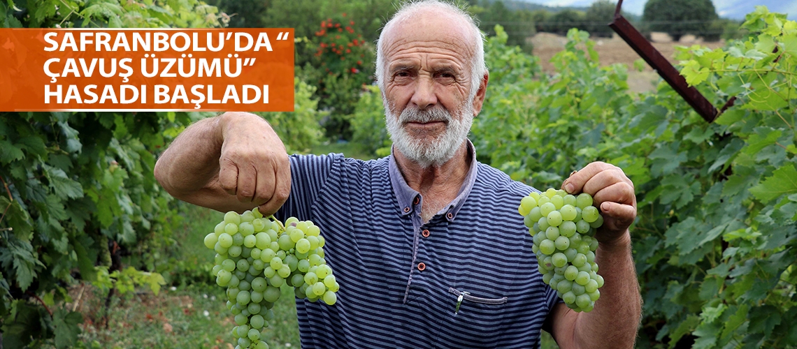 Safranbolu’da “ Çavuş Üzümü” hasadı başladı