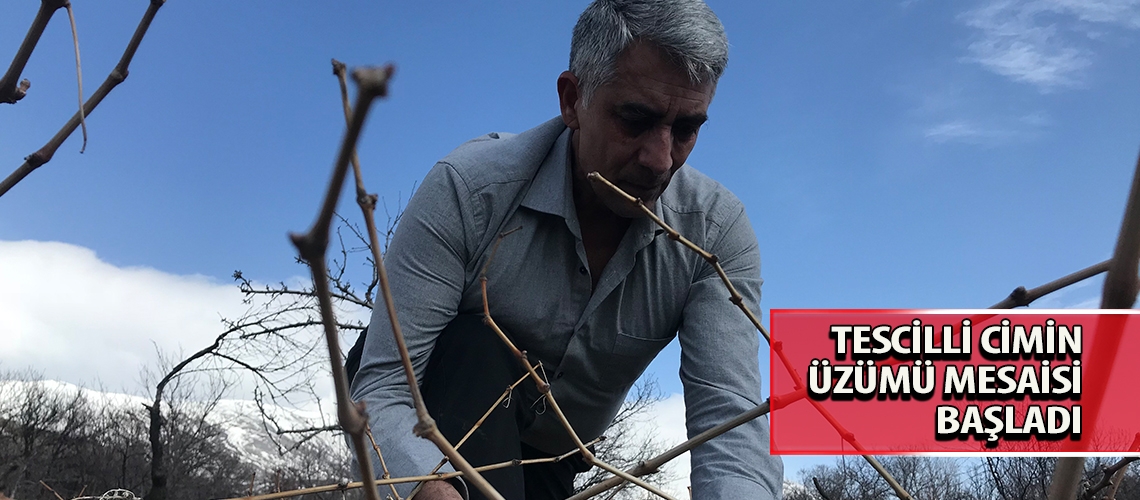 Tescilli Cimin üzümü mesaisi başladı