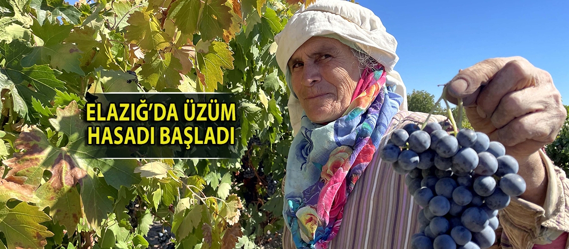Elazığ’da üzüm hasadı başladı
