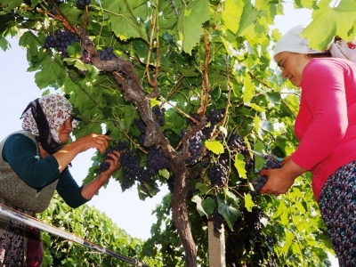 İlk üzümler Rusya’ya gidiyor