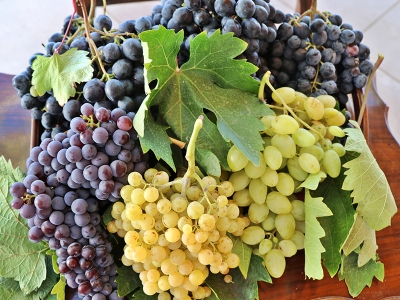 Yüksek verim talebi arttırdı