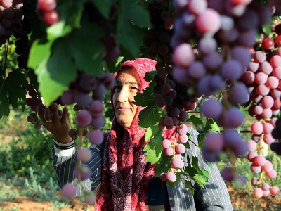 Kadın çiftçi ihracatı hedefliyor