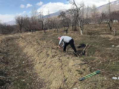 Tescilli Cimin üzümü mesaisi başladı