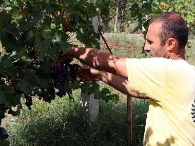 Safranbolu’da “ Çavuş Üzümü” hasadı başladı